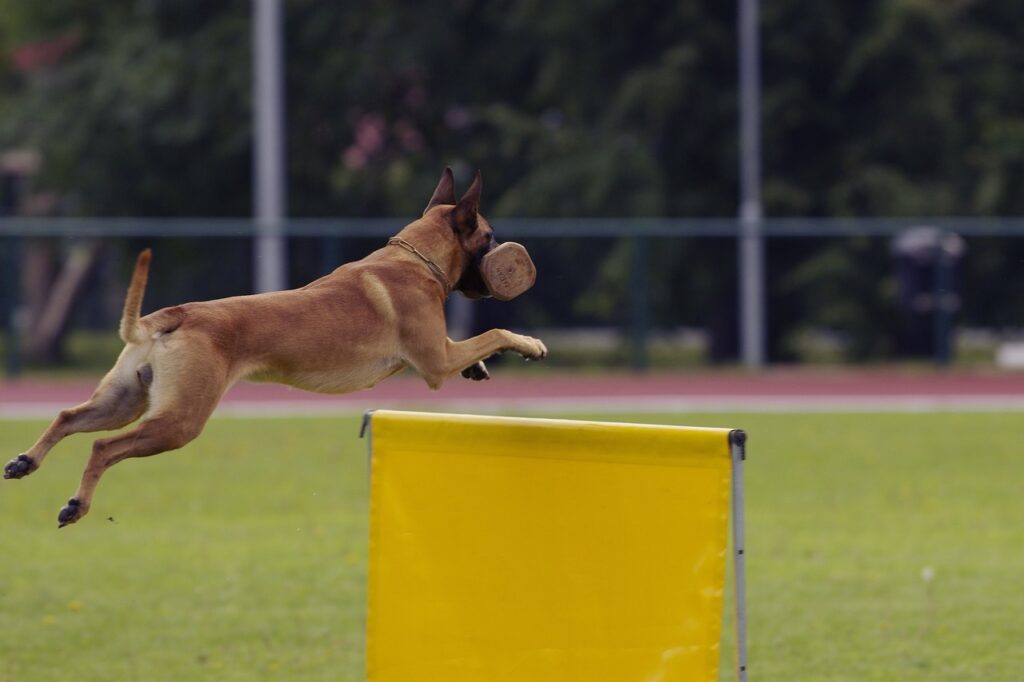 障害を飛び越える犬