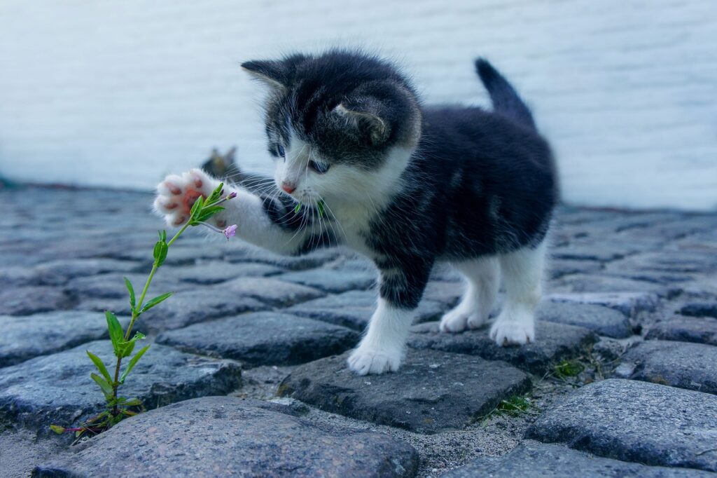 花を撫でる猫