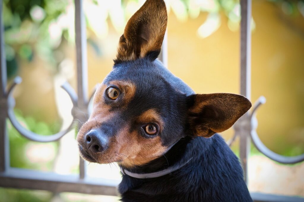 聞く犬